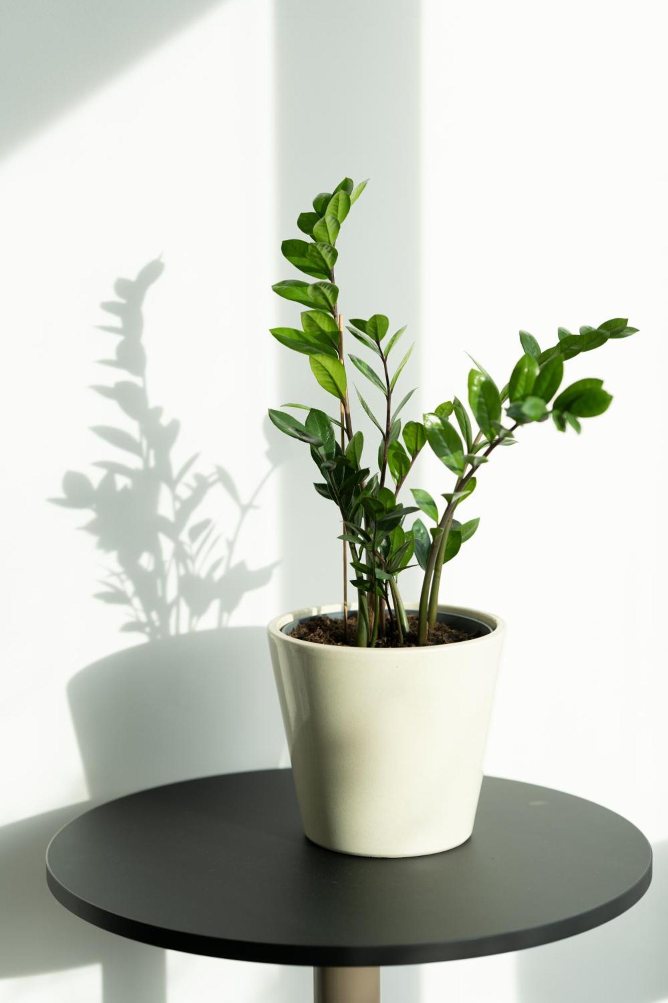 Design & Budget Schoenbrunn 3*